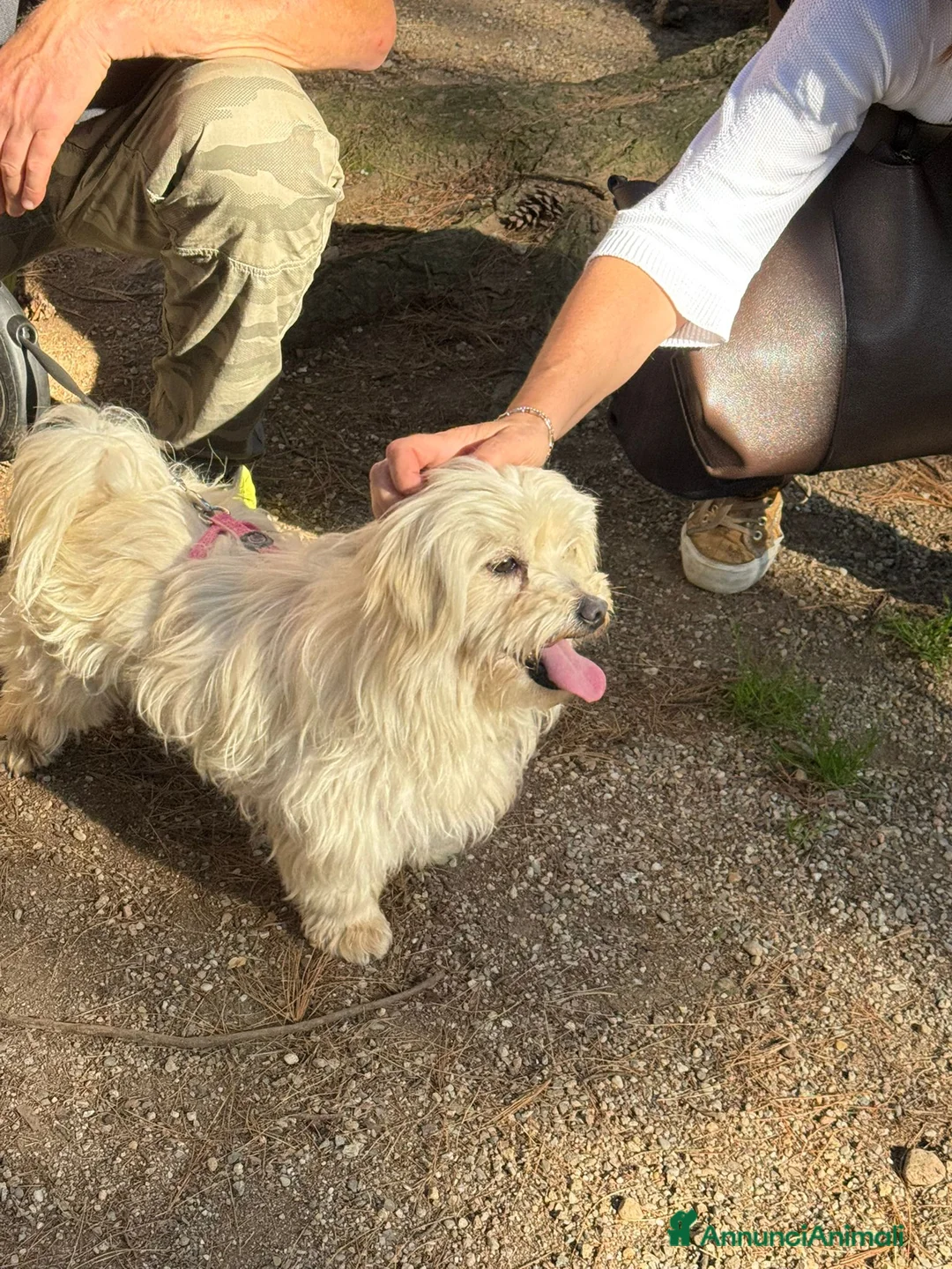 Maltese cani in regalo: Diego un tenerissimo maltese da amare - Annuncio 2