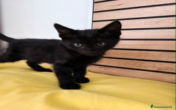 Europeo gatti in vendita: Gattino di 3 mesi maschio a Provincia di Lecco - Immagine 3