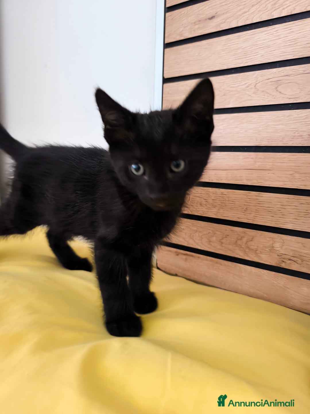 Europeo gatti in vendita: Gattino di 3 mesi maschio a Provincia di Lecco - Immagine 3