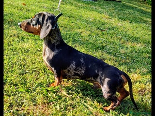 Bassotto cani Bassotto Nano Arlecchino pedigree Enci per monta - Annuncio 2