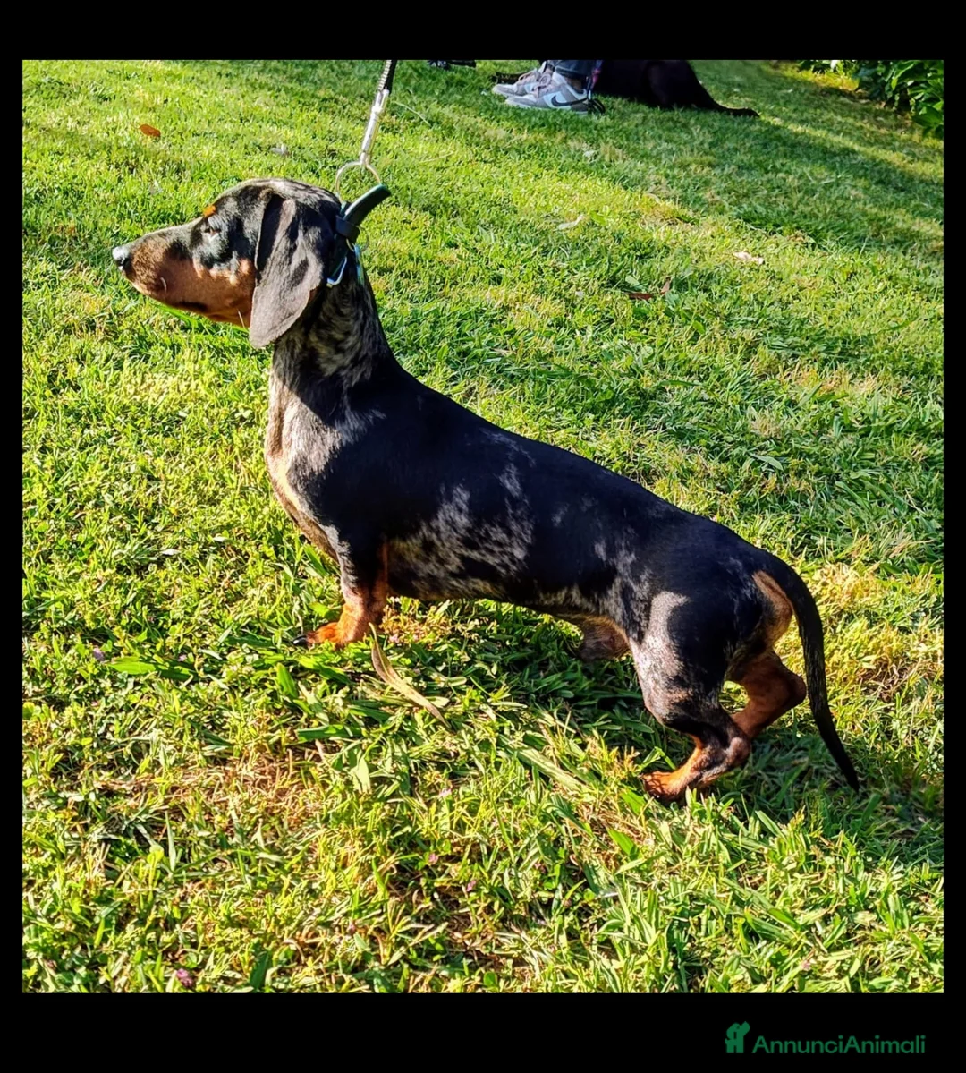 Bassotto cani per accoppiamento: Bassotto Nano Arlecchino pedigree Enci per monta - Annuncio 1