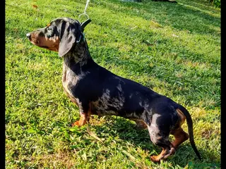 Bassotto cani Bassotto Nano Arlecchino pedigree Enci per monta - Annuncio 26