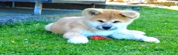 Akita Inu cani in vendita: Cuccioli Akita Inu – disponibili ancora 3 cuccioli - Annuncio 3