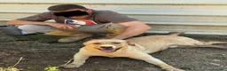 Labrador cani in regalo: RIO, stupendo mix LABRADOR dolcissimo! - Annuncio 10