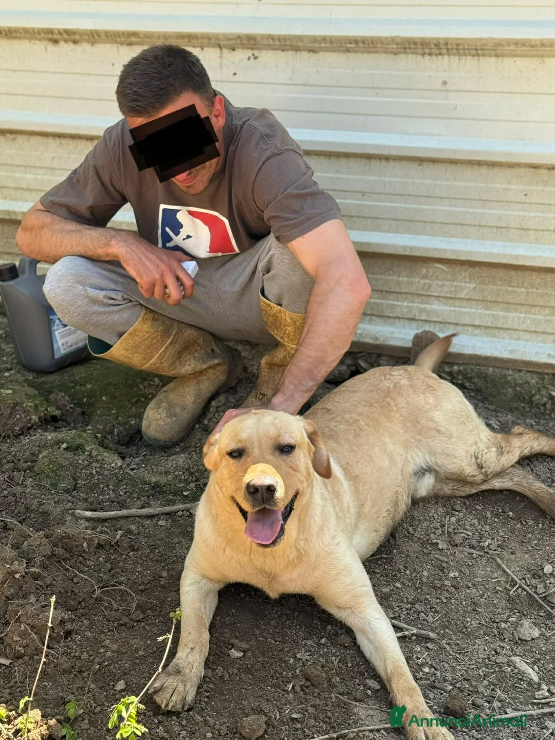 Labrador cani in regalo: RIO, stupendo mix LABRADOR dolcissimo! - Annuncio 10