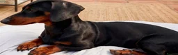 Meticcio cani in vendita: Cuccioli Chiweenie  - Annuncio 3