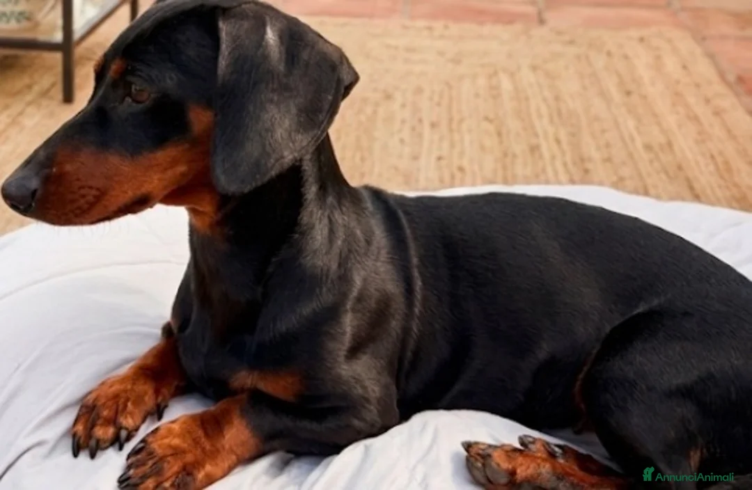 Meticcio cani in vendita: Cuccioli Chiweenie  - Annuncio 3