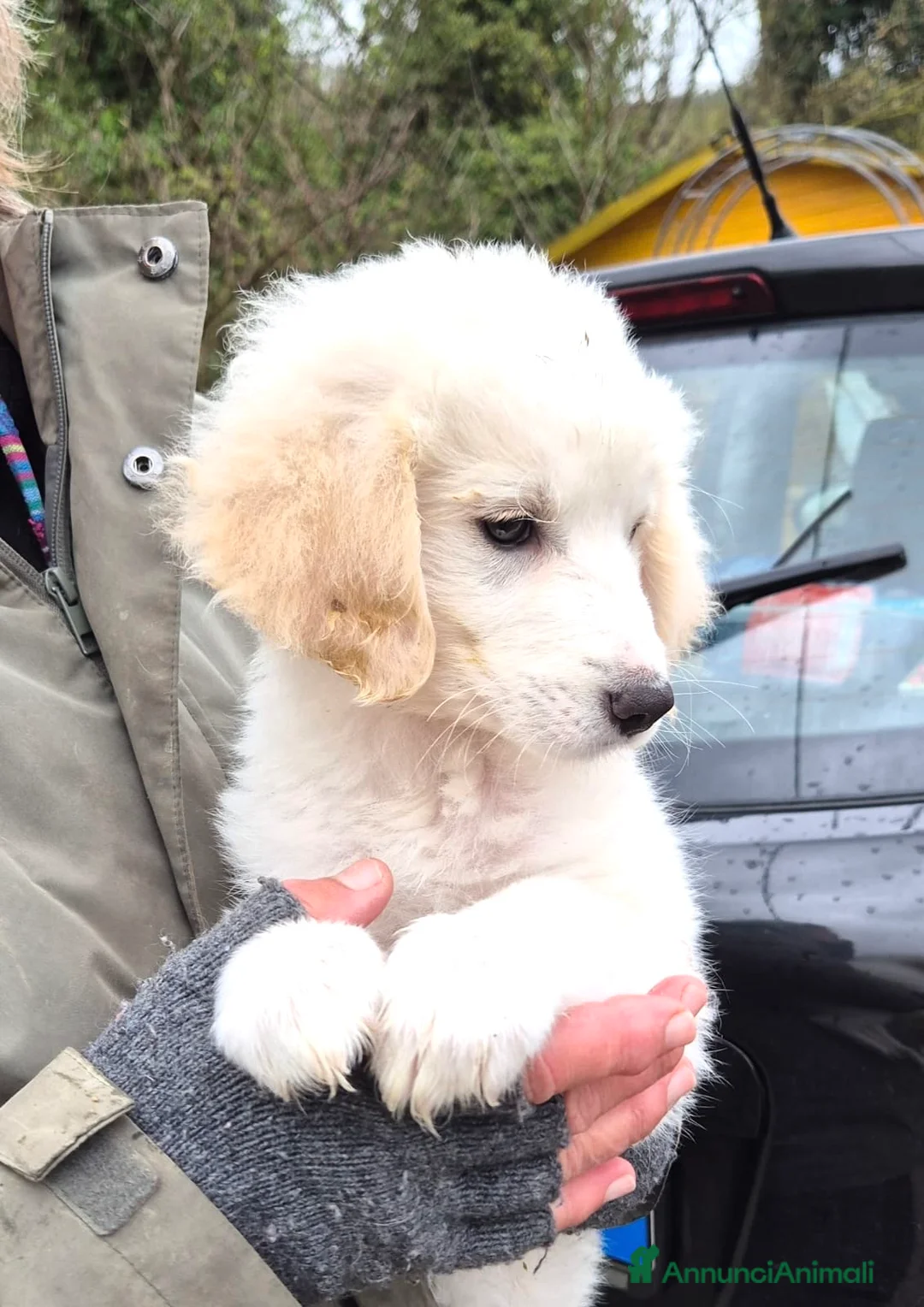 Meticcio cani in regalo: Cucciolo femmina 2 mesi  - Annuncio 6
