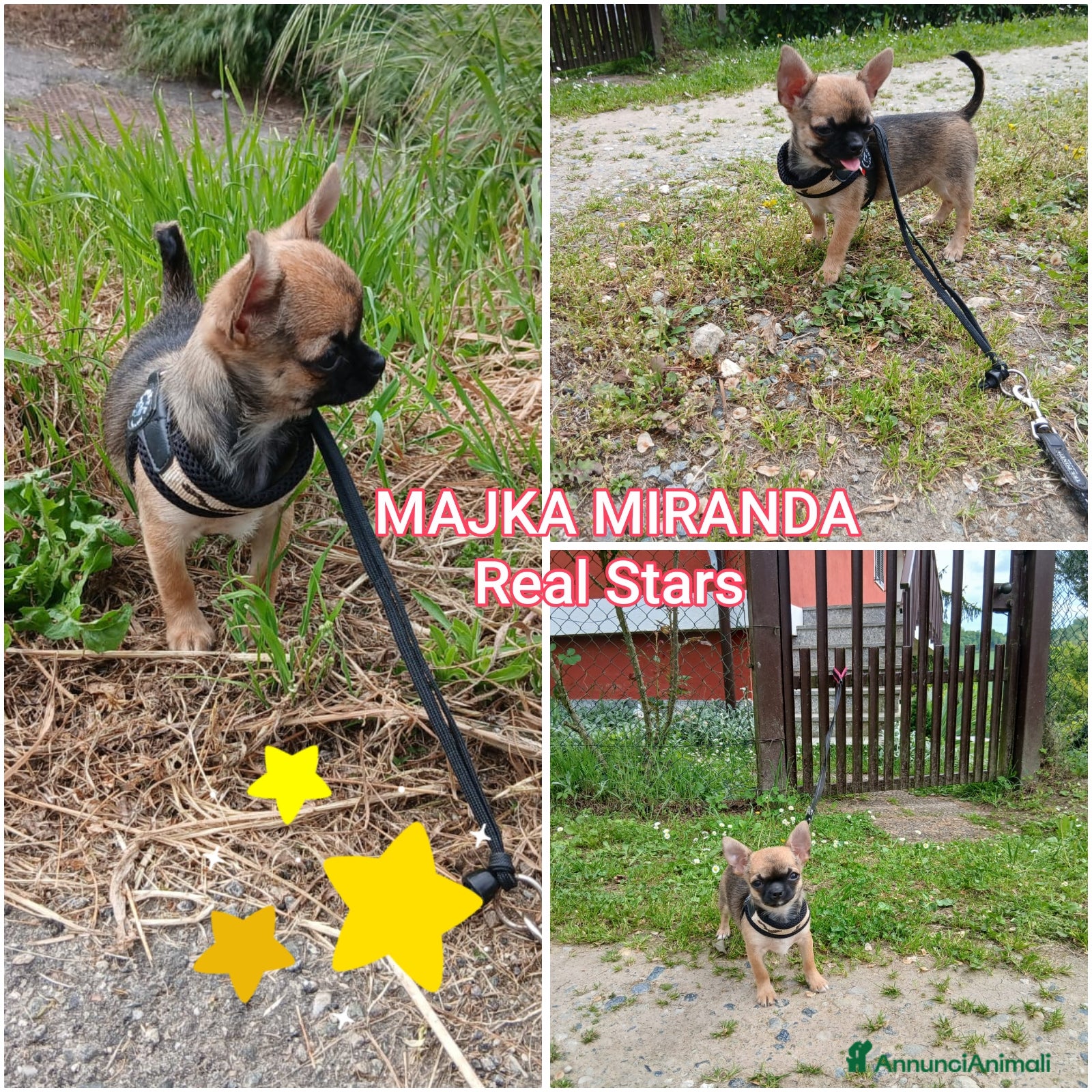 Chihuahua cani Chihuahua femmina pedigree Enci  - Annuncio 9