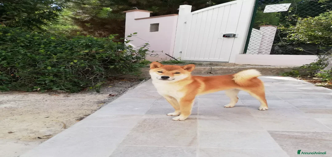 Immagine della galleria {{count}}