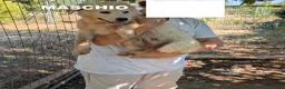 Meticcio cani in regalo: Cuccioli meticci cercano casa - Annuncio 24