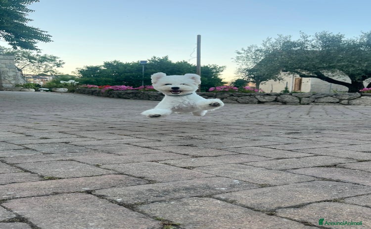 Bichon cani - Annuncio 3