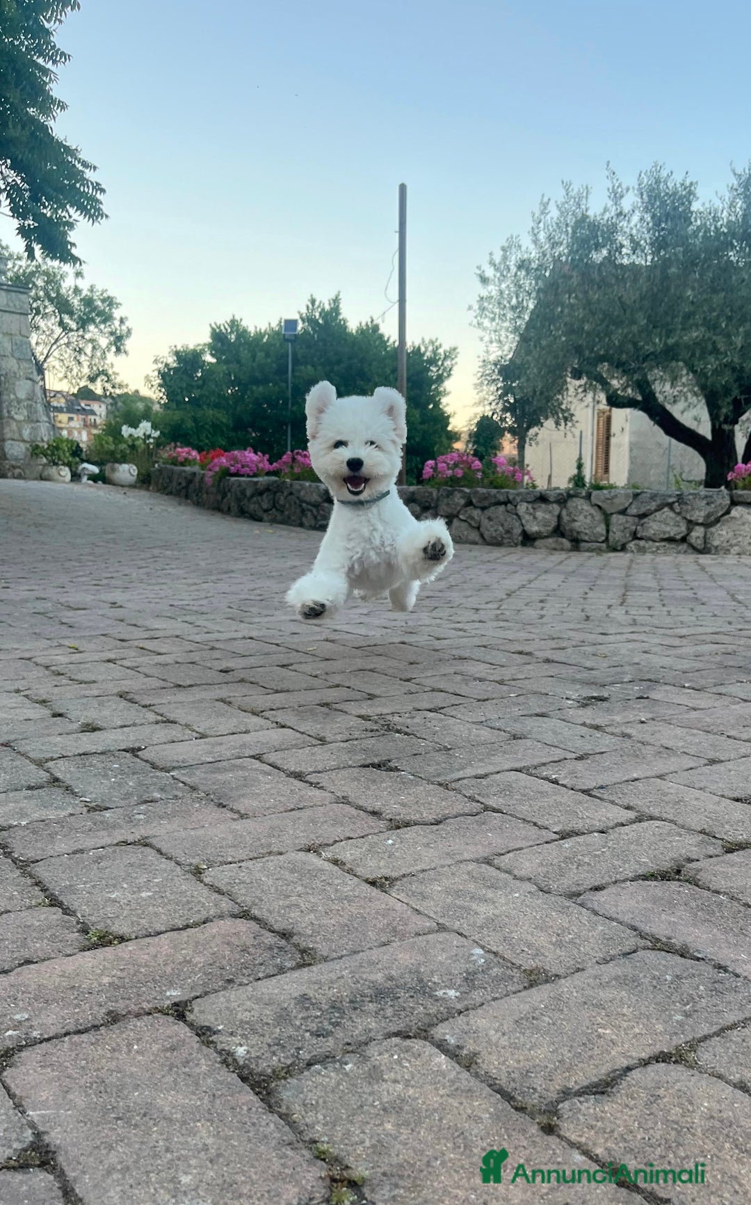 Bichon cani in vendita: cuccioli di bichon frise- prenotazioni in corso - Annuncio 1