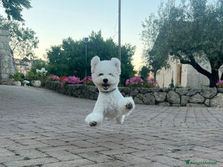 Bichon cani cuccioli di bichon frise- prenotazioni in corso - Annuncio 25
