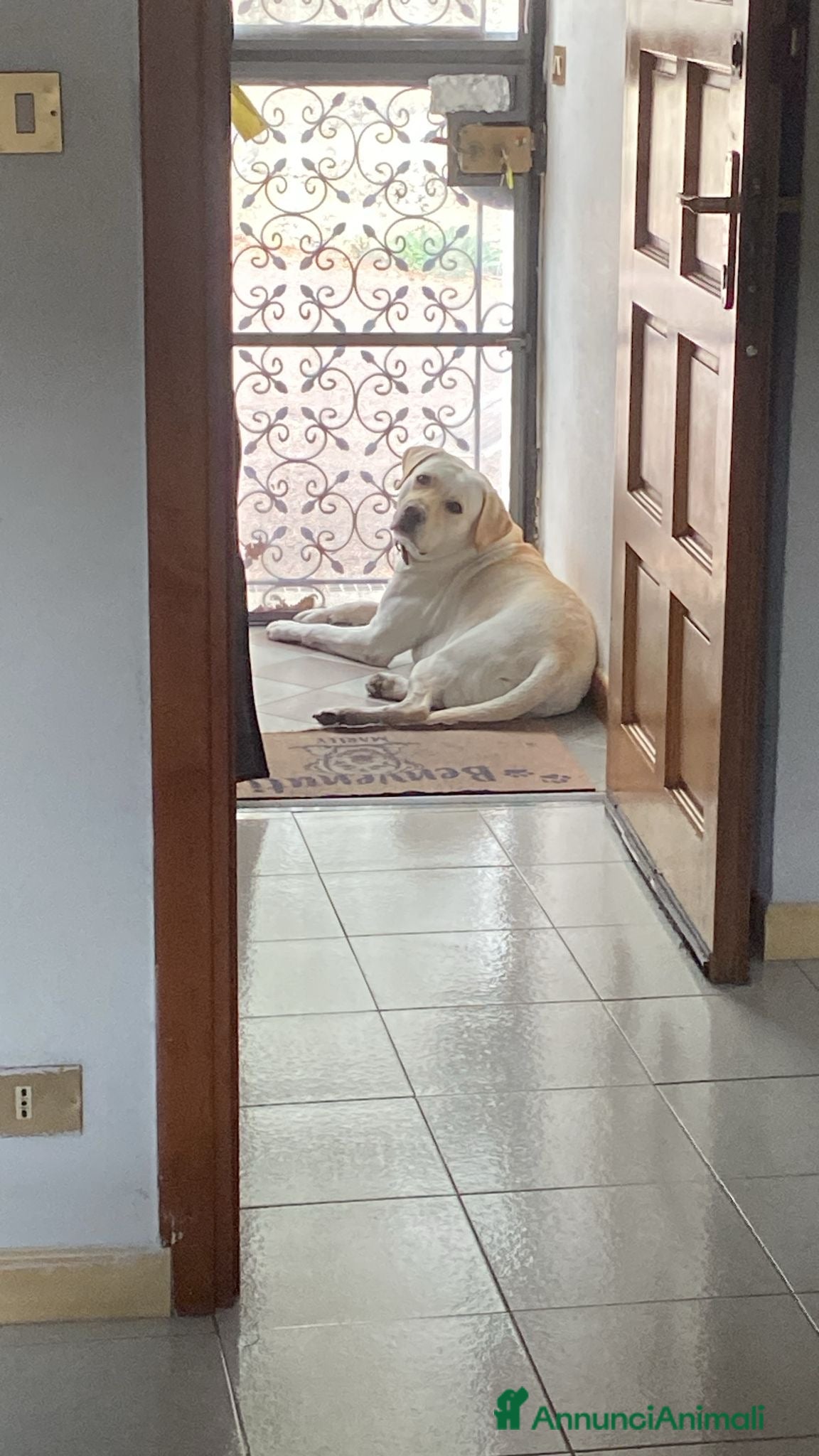 Labrador cani Labrador  - Annuncio 8