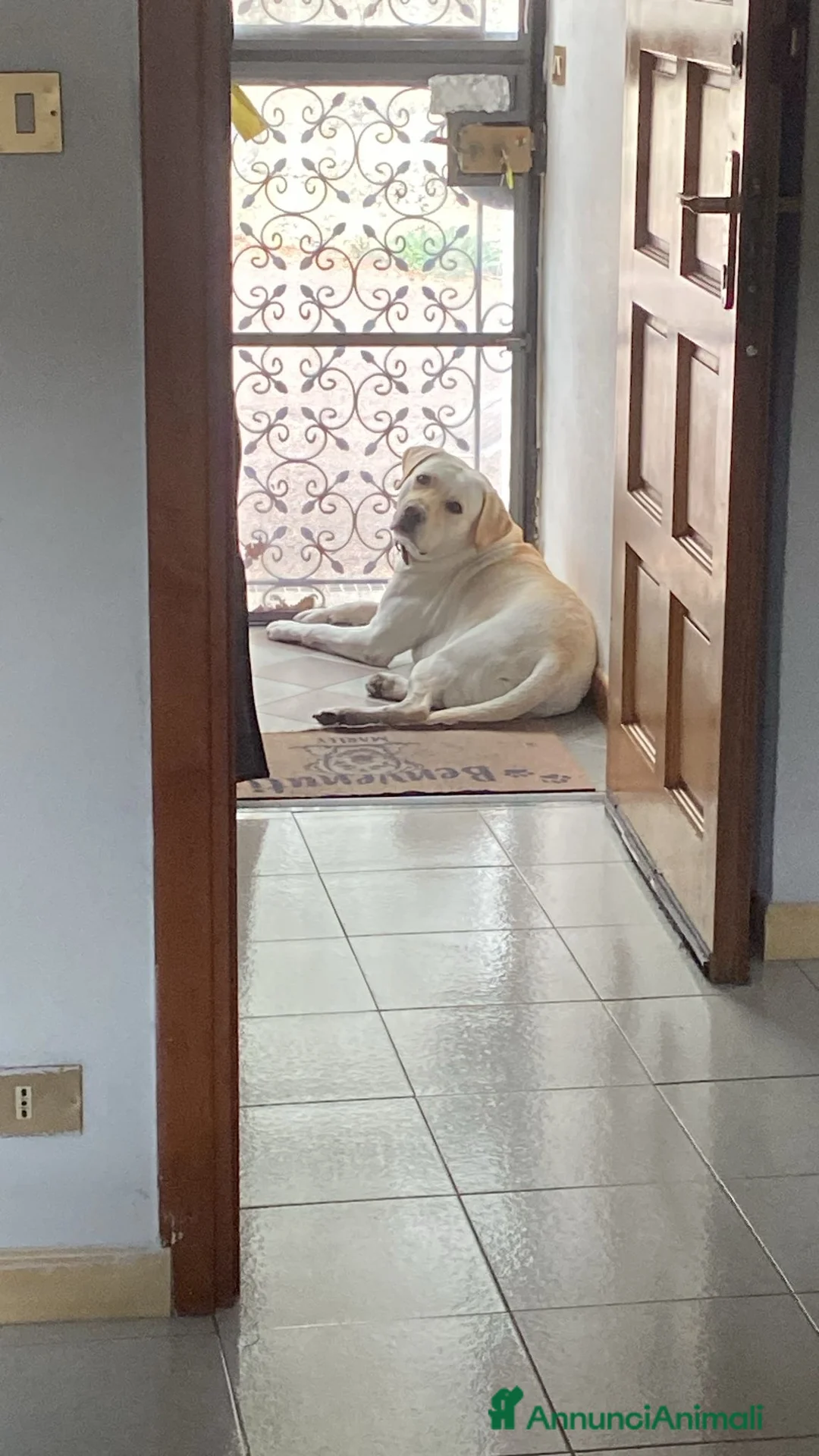 Labrador cani per accoppiamento: Labrador  - Annuncio 1