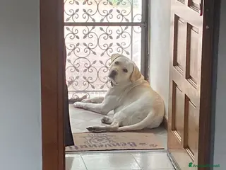 Labrador cani Labrador - Annuncio 1