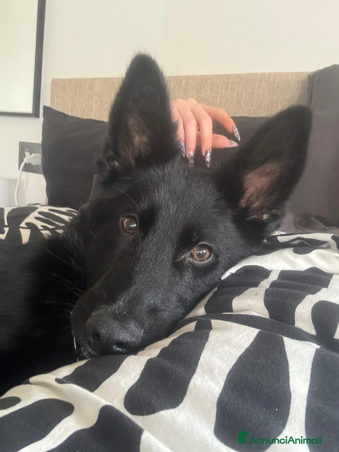 Pastore Tedesco cani in vendita: Pastore tedesco in vendita  a Città Metropolitana di Firenze - Annuncio 7