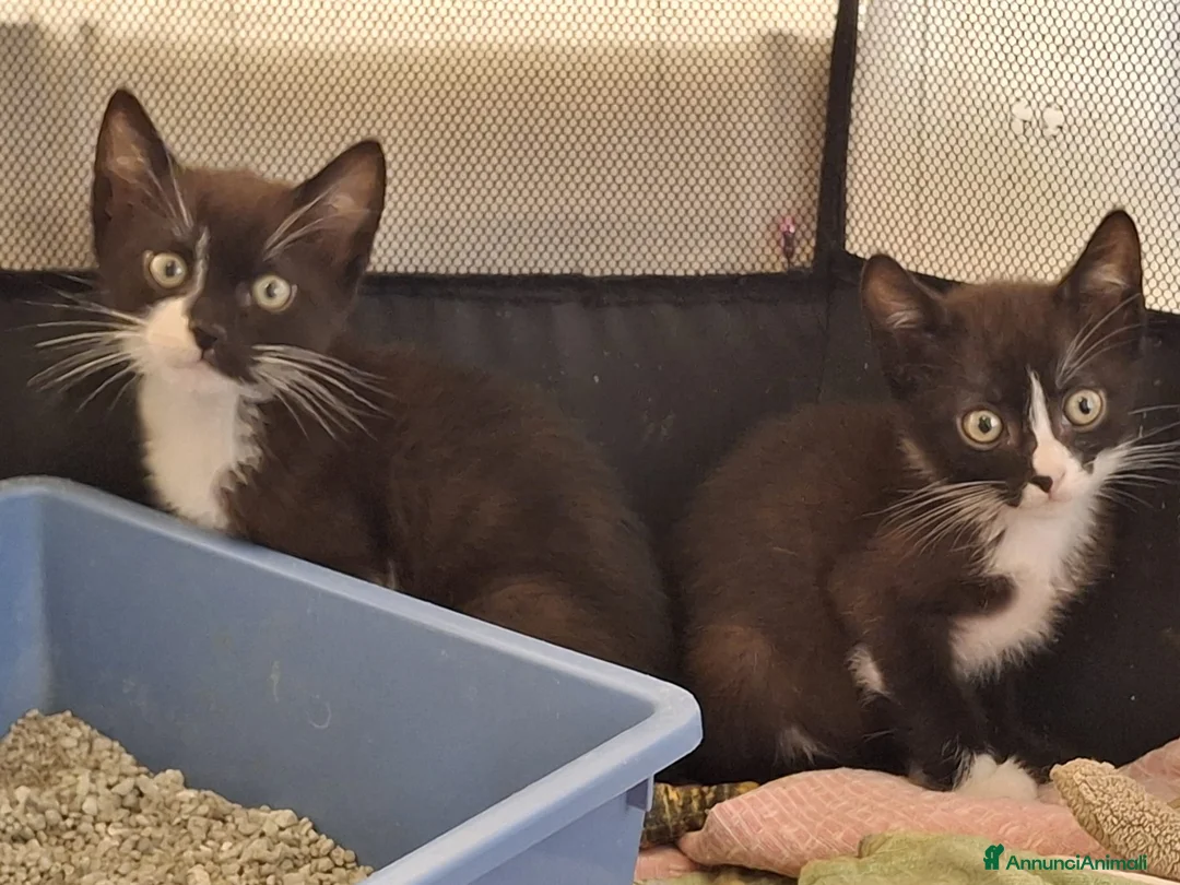 Meticcio gatti in regalo: Margot e Lupin, 2 mesi, mici cercano casa  - Annuncio 1