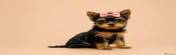 Yorkshire cani in vendita: Adorabili Cuccioli di Yorkshire terrier M/F - Annuncio 20