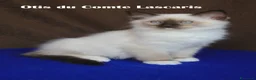 Ragdoll gatti in vendita: Oliver dolcissimo cucciolo da compagnia a Provincia di Imperia - Annuncio 2