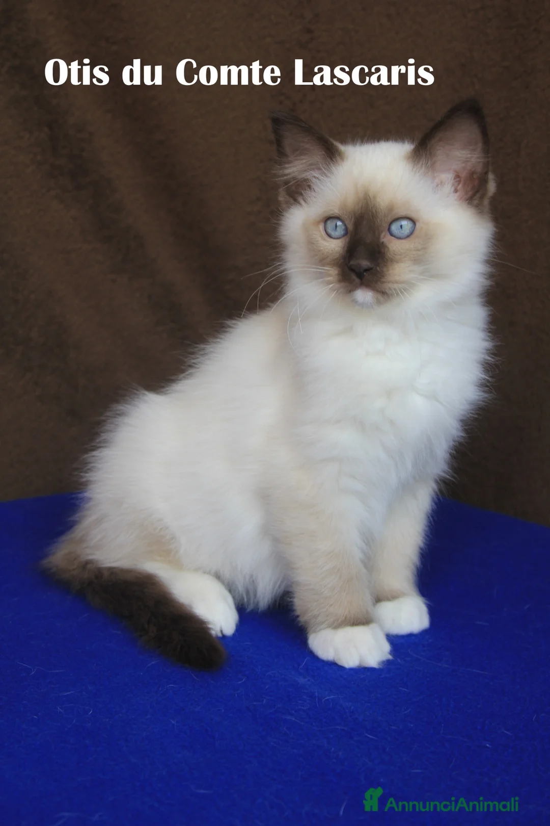 Ragdoll gatti in vendita: Oliver dolcissimo cucciolo da compagnia a Provincia di Imperia - Annuncio 2