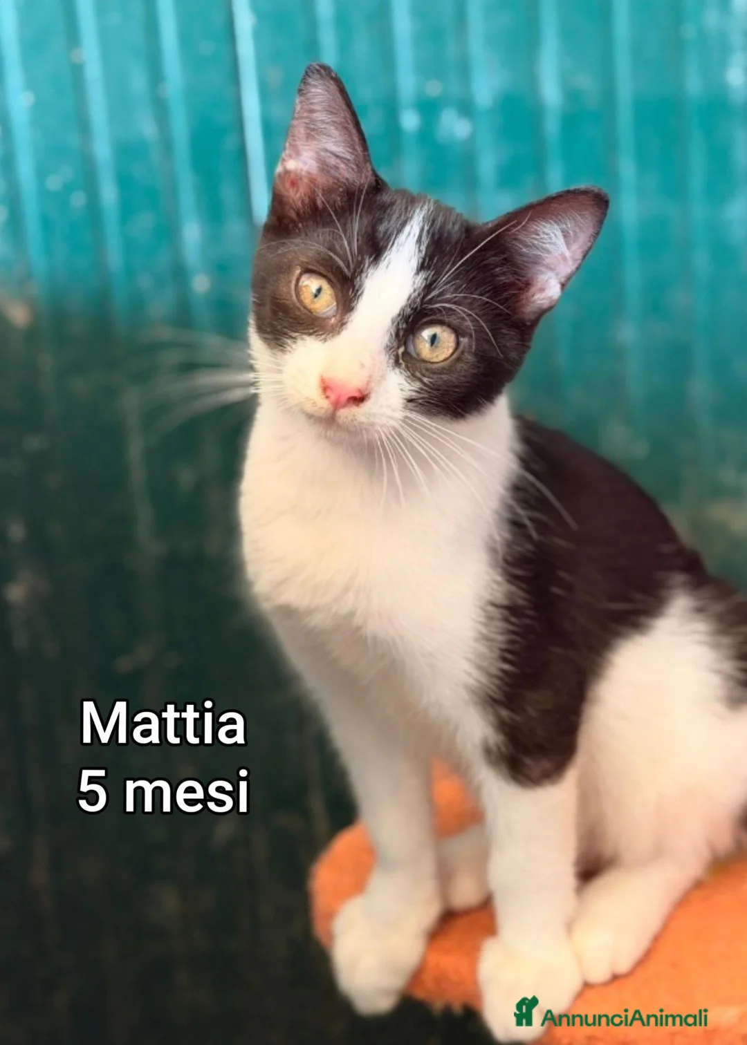 Europeo gatti in regalo: GATTINI: SIAMO AL COLLASSO! a Città Metropolitana di Firenze - Annuncio 11