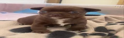 Chihuahua cani in vendita: Chihuahua pelo corto e pelo lungo  - Annuncio 7