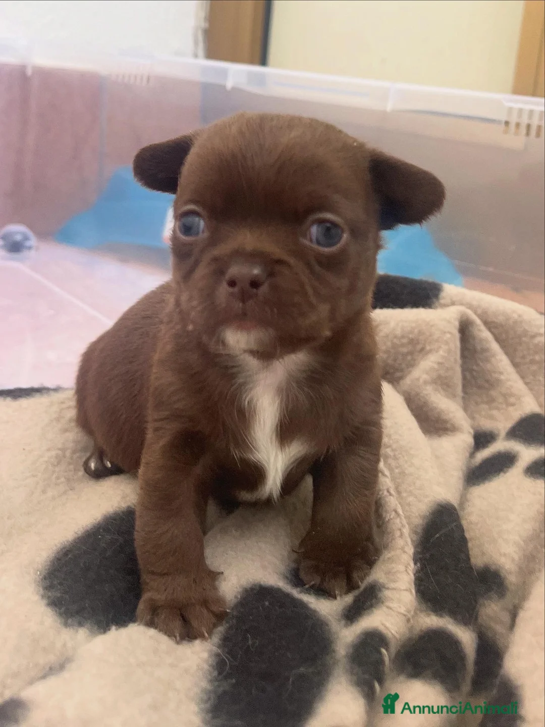 Chihuahua cani in vendita: Chihuahua pelo corto e pelo lungo  - Annuncio 7
