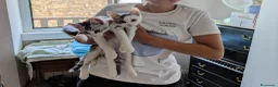 Meticcio gatti in regalo: Quattro gattini stupendi cercano casa - Annuncio 2