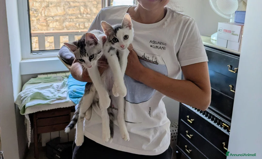 Meticcio gatti in regalo: Quattro gattini stupendi cercano casa - Annuncio 2