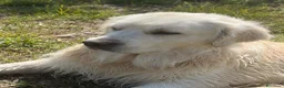 Golden Retriever cani in vendita: Cuccioli di golden Retriever  - Annuncio 18