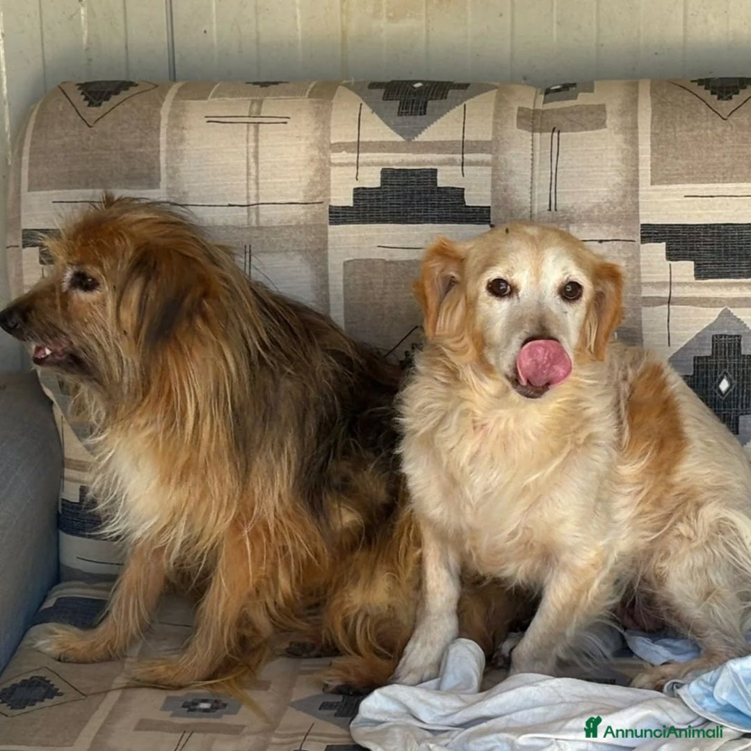 Meticcio cani in regalo: Luna e Toby cercano adozione!! dolci buoni educati - Annuncio 4