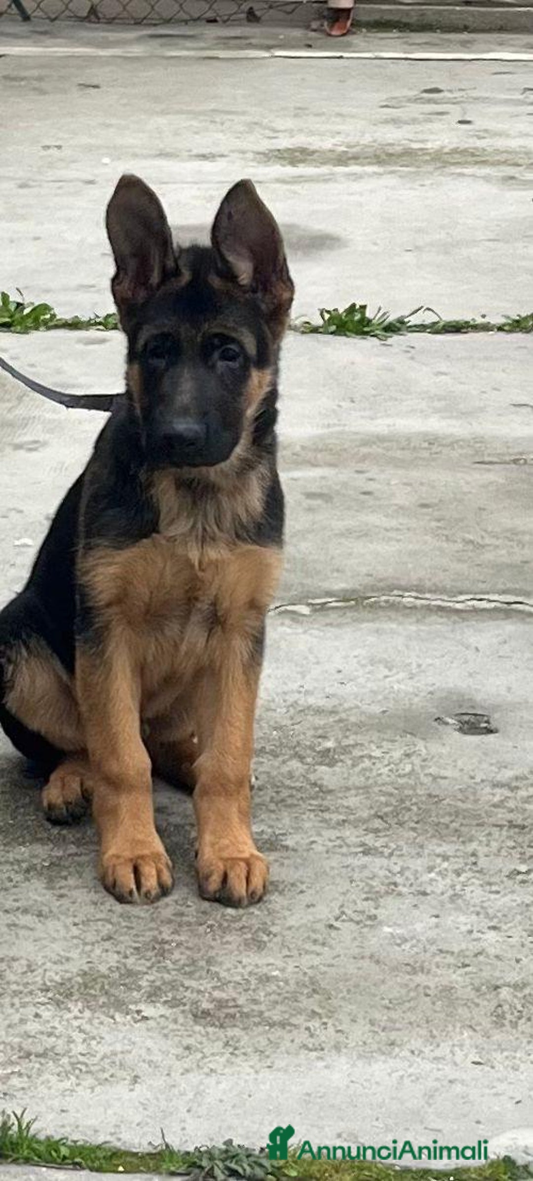 Pastore Tedesco cani in vendita: Disponibili 2 cuccioli di pastore tedesco  - Annuncio 3