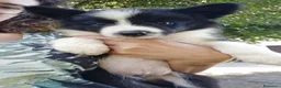 Border Collie cani in vendita: Cuccioli border collie cresciuti con cura olistica - Annuncio 5