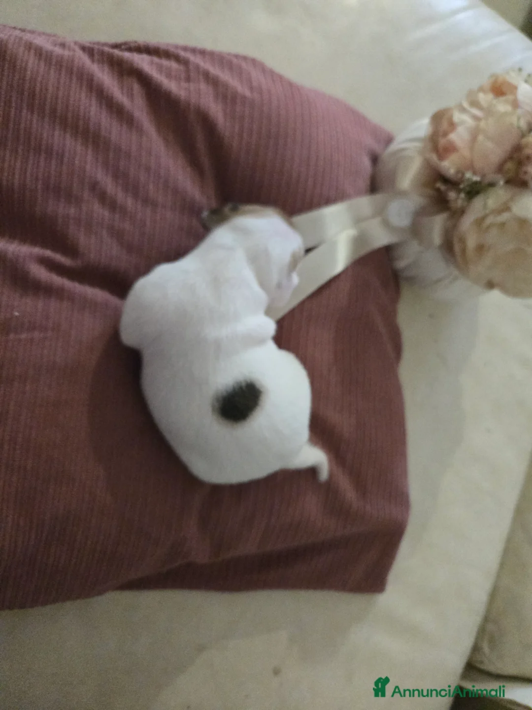 Jack Russell cani in vendita: Cuccioli Jack russell terrier - Annuncio 18