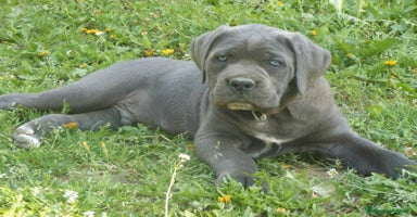 Cane Corso cani a Provincia di Cuneo - Annuncio 5