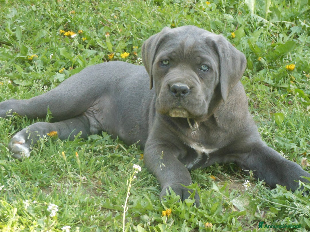 Cane Corso cani in vendita: cuccioli e cuccioloni  di cane corso  a Provincia di Cuneo - Immagine 3