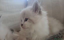 Siberiano gatti in vendita: SIBERIANI GATTINI IPOALLERGENICI  a Provincia di Brescia - Immagine 21