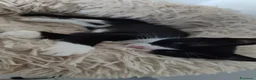 Meticcio gatti in regalo: 3mesi,occhi verdi,LE MANCA UNA ZAMPINA! MILANO - Annuncio 3