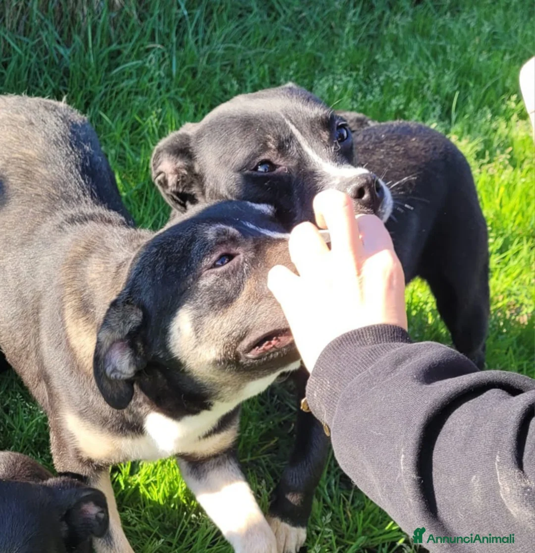 Meticcio cani in regalo: Roxanne-Rebecca-Rita - Annuncio 2