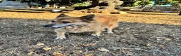 Meticcio cani in regalo: Una casa per Nonna Miro  - Annuncio 1
