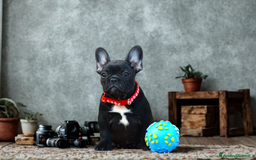 Bulldog Francese cani in vendita: Bouledogue Francese  - Immagine 2