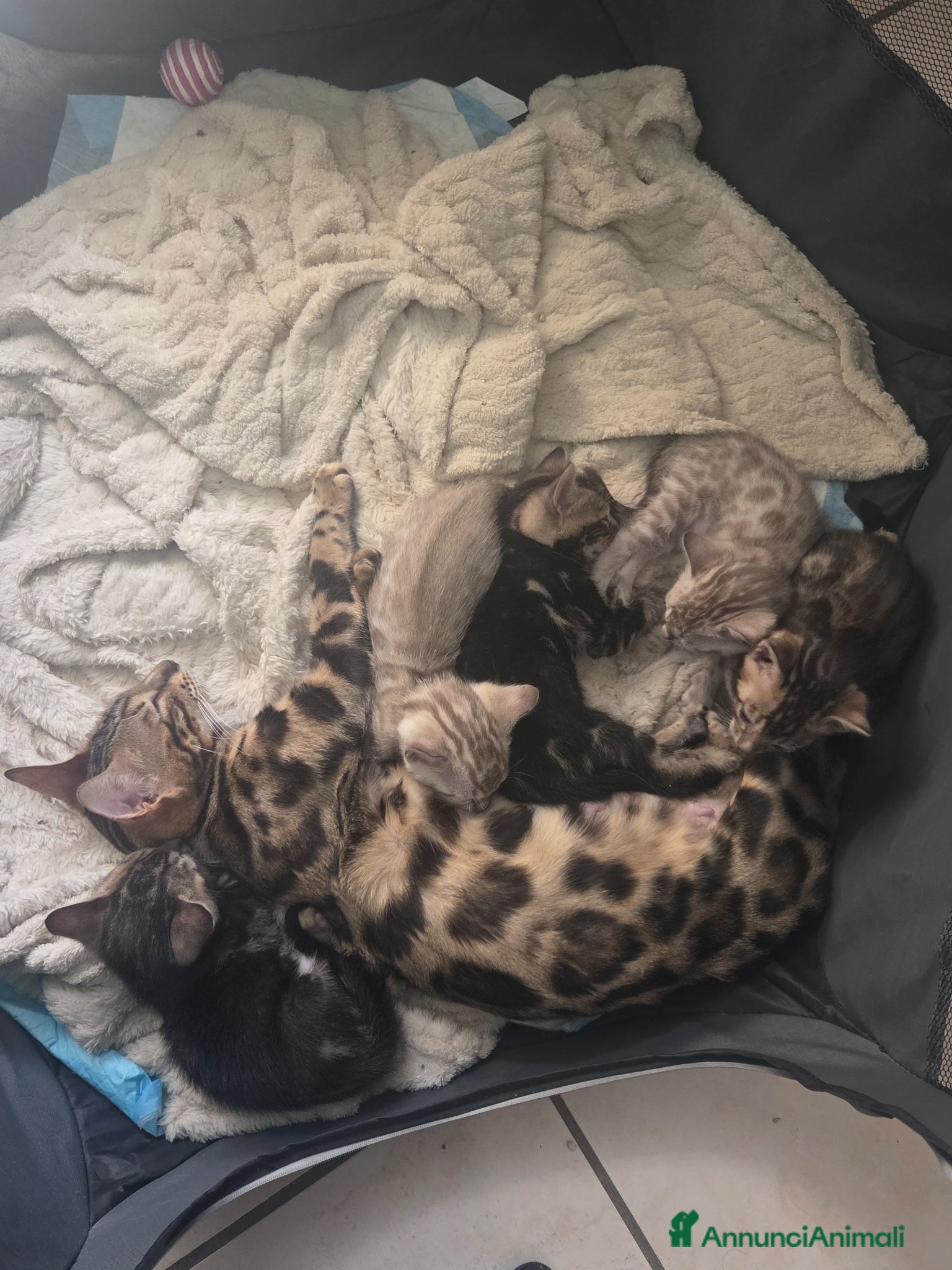 Bengala gatti Cuccioli Bengala Vendita - Annuncio 1