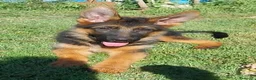 Pastore Tedesco cani in vendita: PASTORI TEDESCHI - Annuncio 11