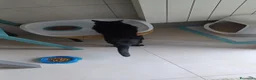 Meticcio gatti in regalo: GATTO NERO  - Annuncio 6
