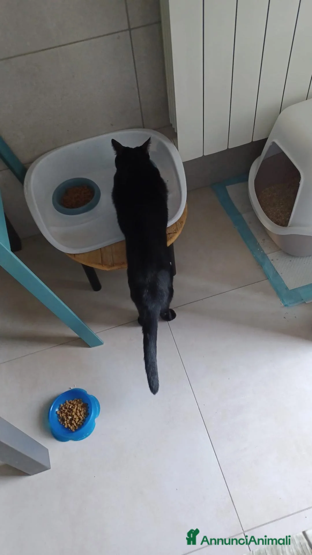 Meticcio gatti in regalo: GATTO NERO  - Annuncio 6