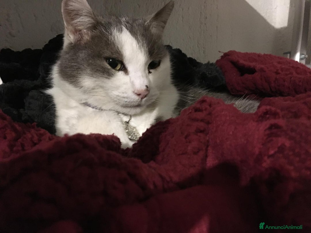 Europeo gatti in regalo: Gatto Poldo  - Annuncio 4