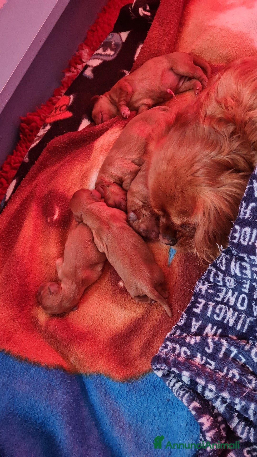 Cavalier King cani in vendita: Allevamento Cavalier King Charles Spaniel ENCI  - Annuncio 2