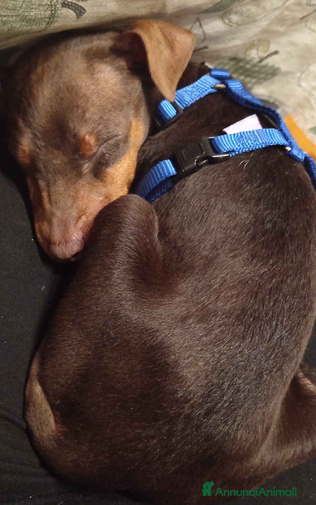 Pinscher Miniatura cani in vendita: Cucciolo di Pinscher bicolore focato  - Annuncio 3